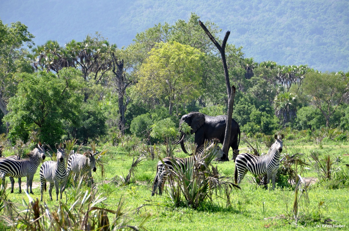Elephants in Selous Game Reserve